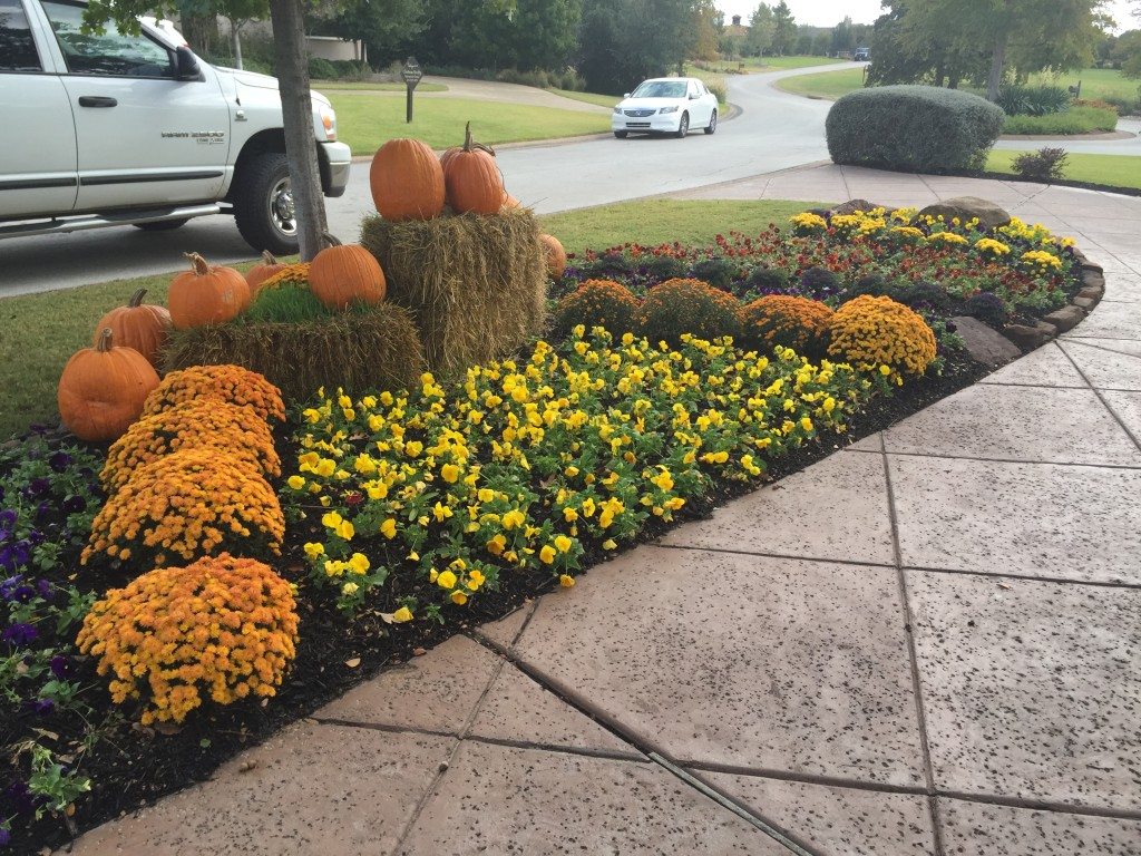 Mums, pansies, pumpkins for Fall and Winter color